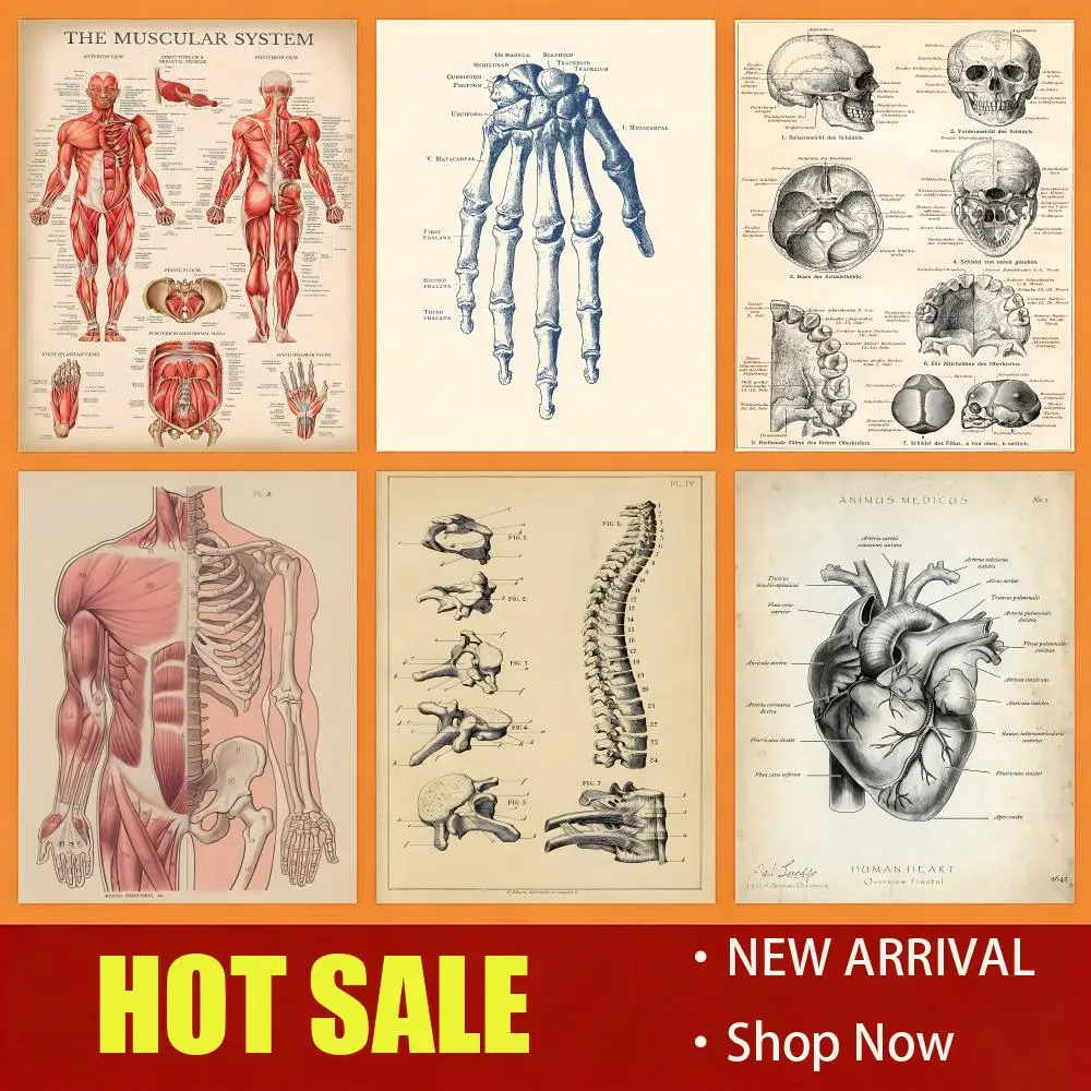 Vintage Retro Human Organ Chart Poster Hot Item,  New Fashion, High Quality,Poster, Wall Art, Home Decor,Custom art,HD