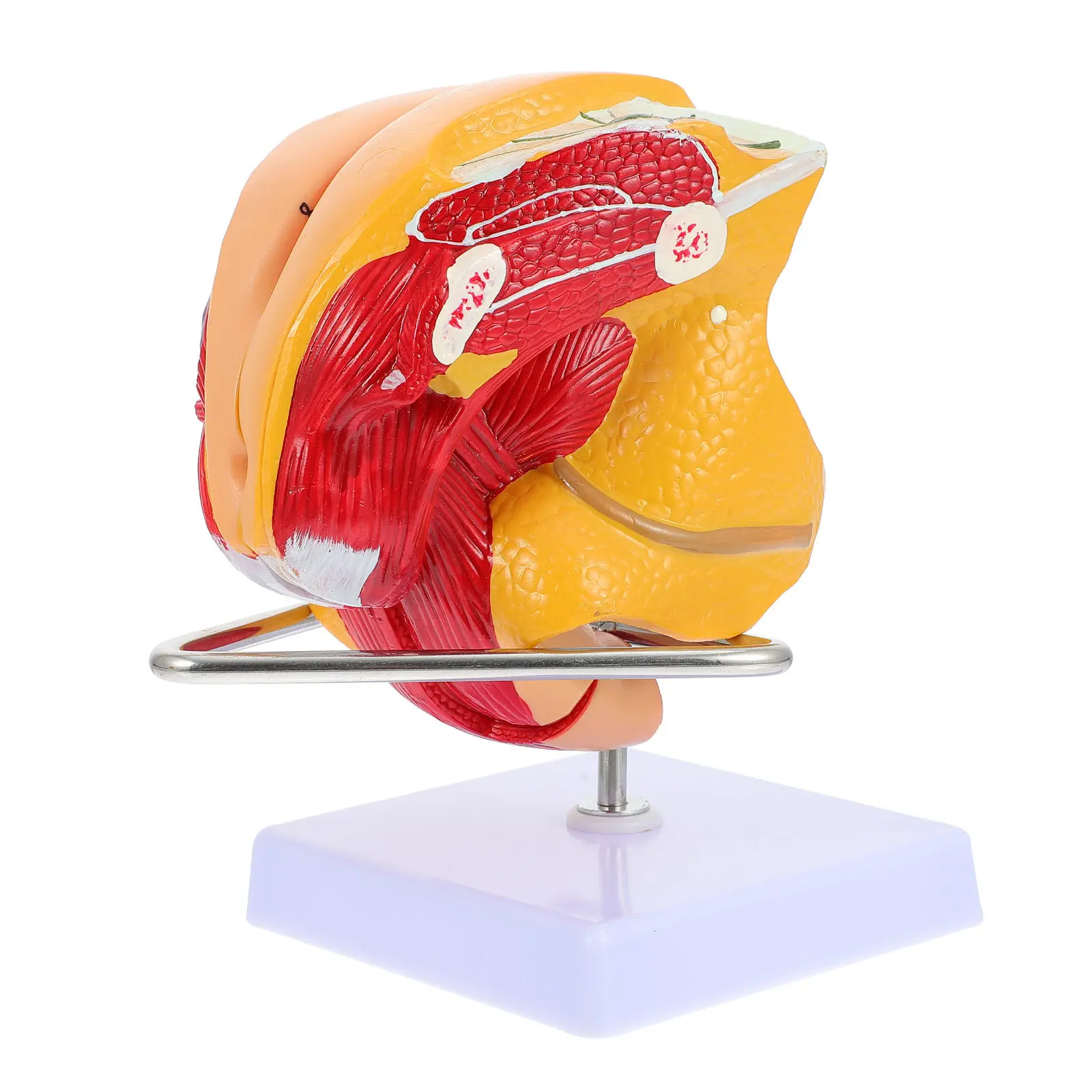 Human Anatomy Model Female Reproductive System Educational Tool for Nursing Students and Classroom Teaching
