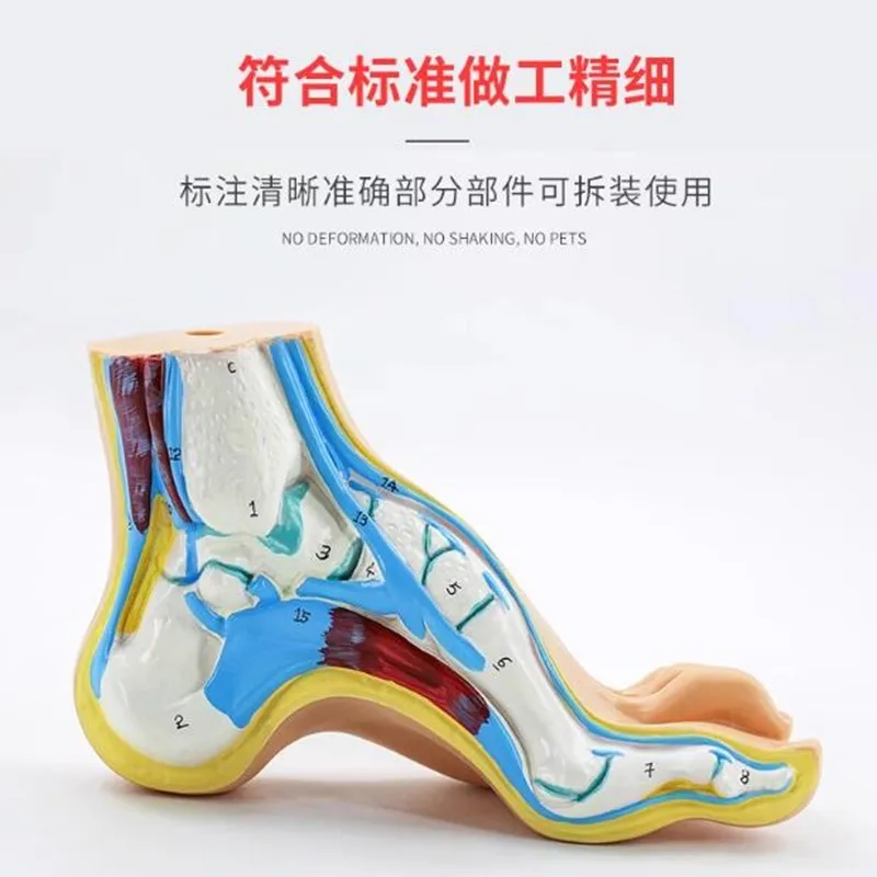 Foot model human foot palm muscle model arch foot model foot anatomy