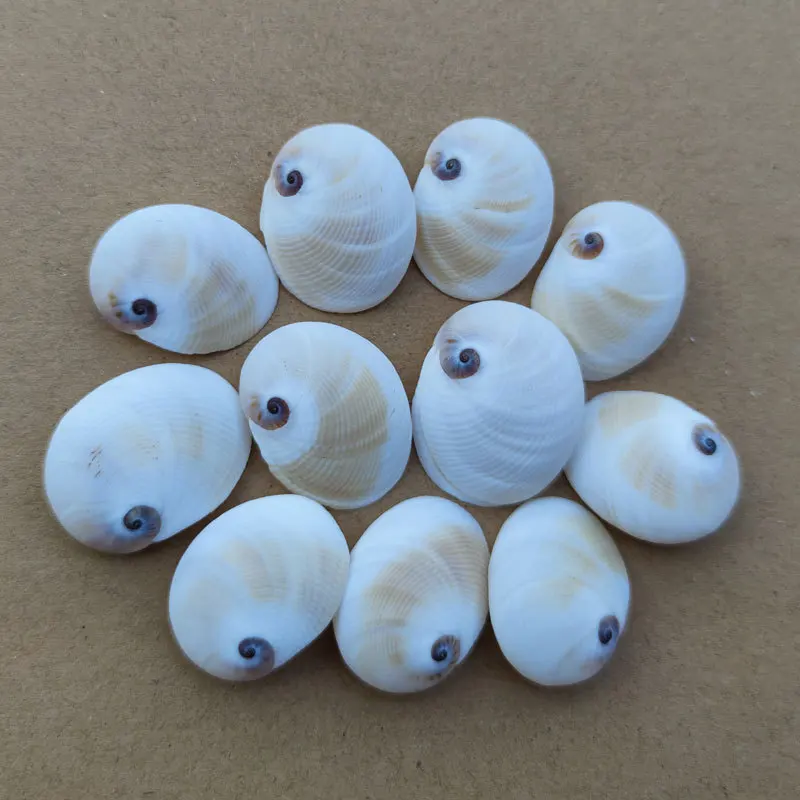 Natural White Shell Material Mediterranean Home Decor Wall Sticker DIY Base Kindergarten Artwork Conus Gloriamaris 2.5-3.5cm