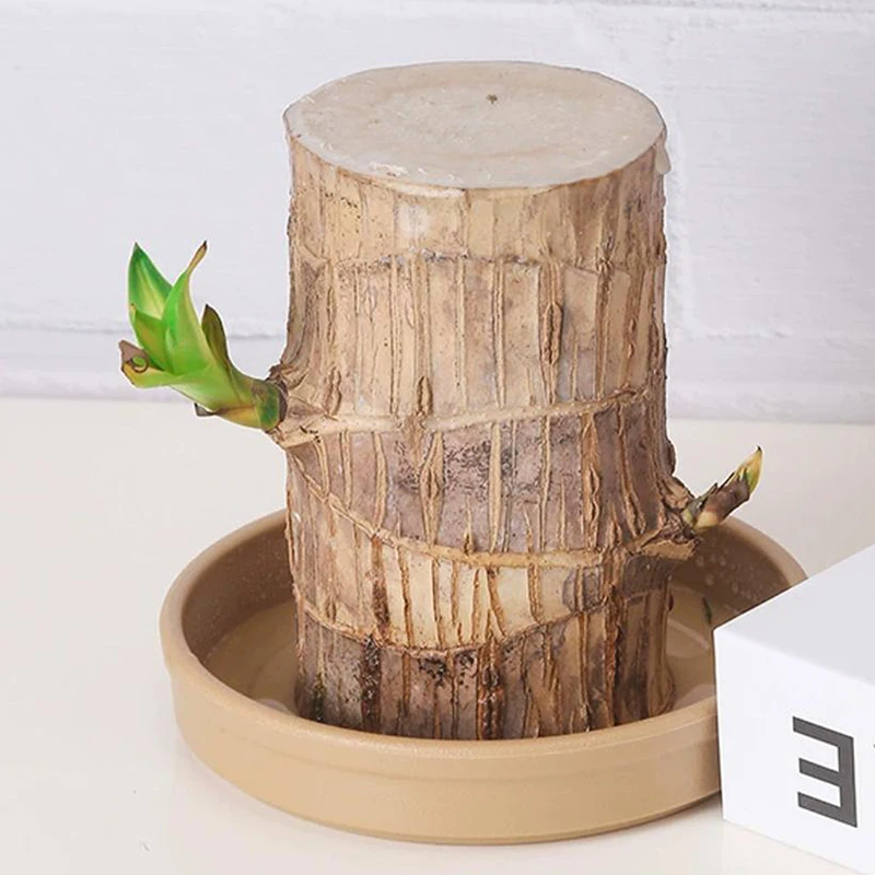 Brazilian Wood Tray/Hydroponic Pot/Hydroponic Plant Tray/tabletop Plant Hydroponic Tray