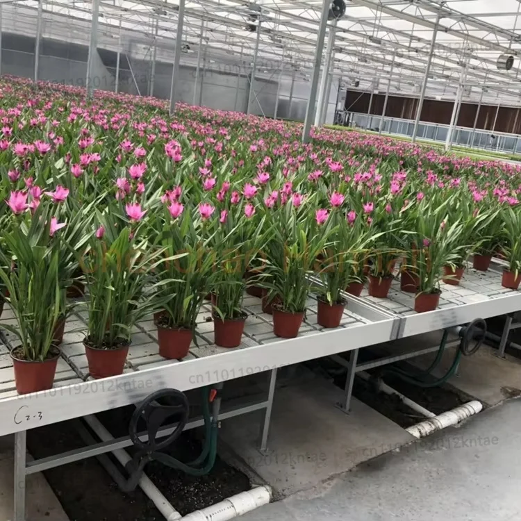 Nursery greenhouse nursery tray hydroponic nursery florals agricultural planting tray seedling