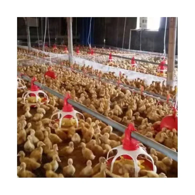 Automatic Chicken Nipple Drinking System Poultry Drinking System for Chicken Farm