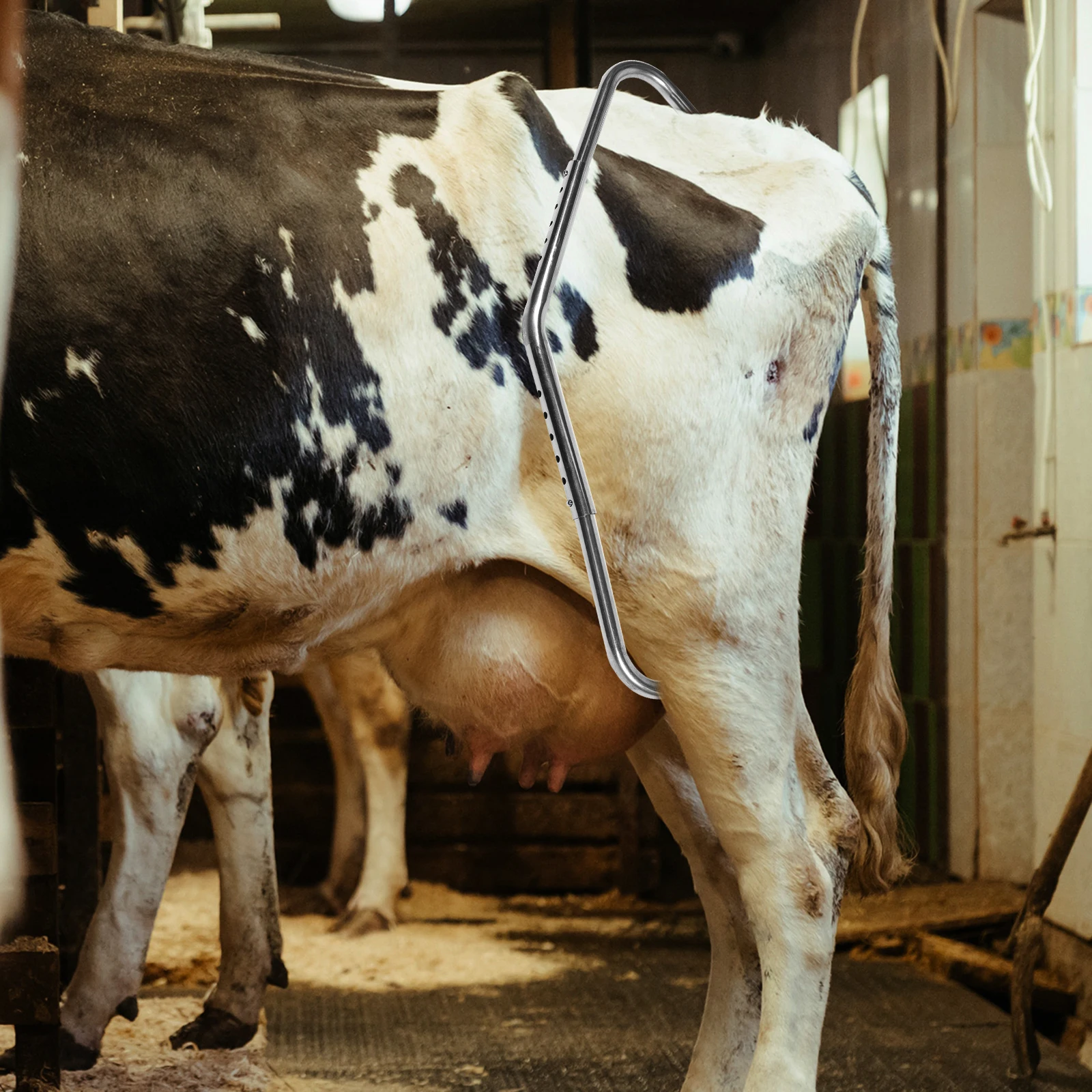 

Stainless Steel Thickened Cow Kick Stopping Stick Professional Anti Kick Rod Cattle Anti Kicking Device Milking Tool