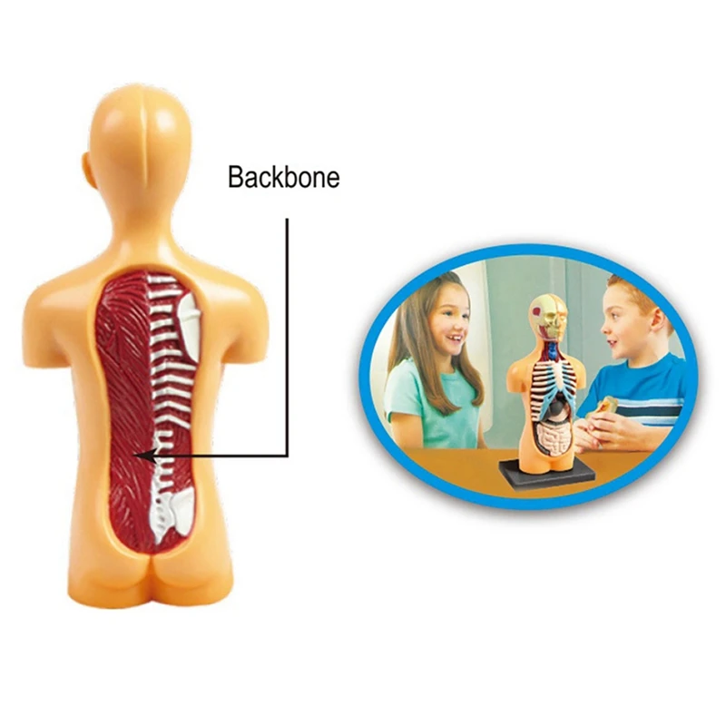 Hot TTKK 2X 3D Rimovibile Anatomico Torso Umano Modello Del Corpo Per Il Giocattolo Educativo Struttura Del Corpo Umano Insegnamento Per Il Bambino Studente Del Capretto