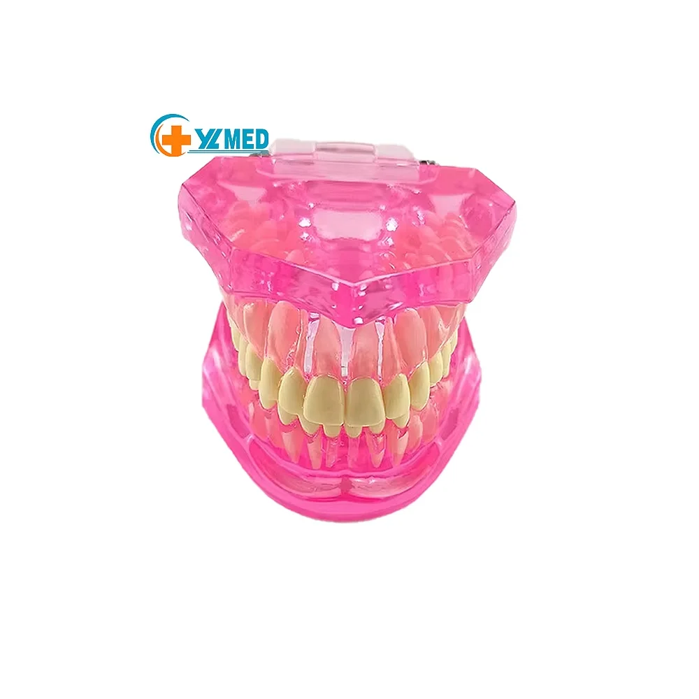 Multi-color Human Plastic PVC Medical Dentals Care Models with Transparent Dentals Teeth