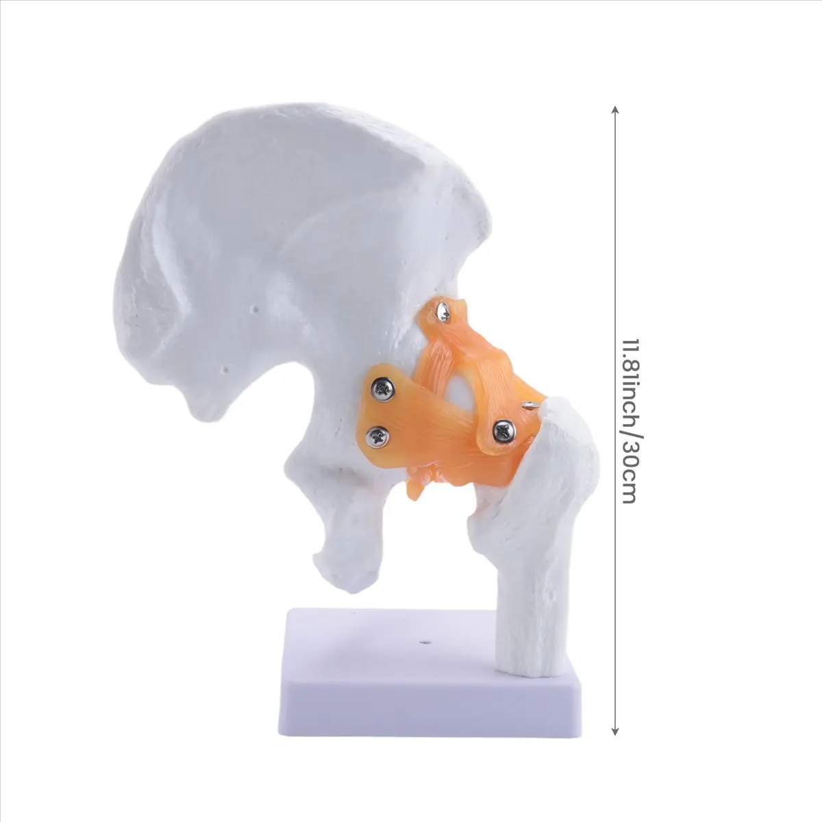 Super Sale Life Size Anatomical Hip Joint Model Human Skeleton Anatomy Exercise Bone Orthopedic Pain Teaching Resources