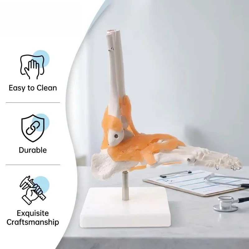 Medical Ankle Joint Ligament Anatomy Model, Life‑Size Human Anatomical Teaching Training Model