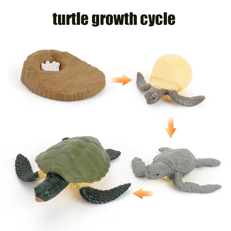 Animal Life Cycle Board Kinderspeelgoed Montessori Leermiddelen Plant Animal Growth Cycle Model Set voorschoolse cognitieve speelgoed