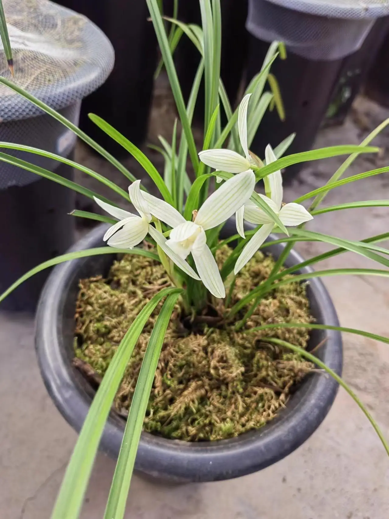 

4PCS 40mm 0.7 Inch Metal Beadlock Wheels and Tires Set For 1/30 RC Crawler Car SCX30 Ascent-32 Upgrade Parts Accessories