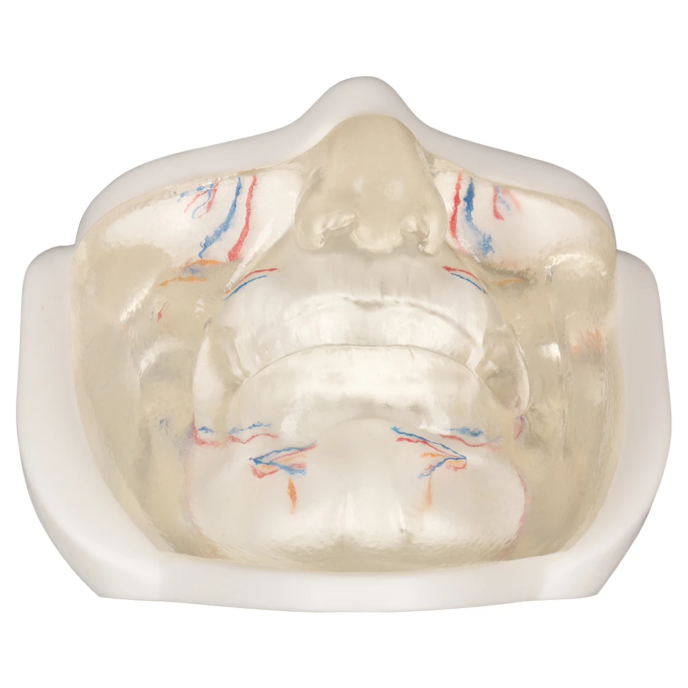 

Transparent Model of Female Lower Face with Blood Vessels Thread Lifting Training Mannequin