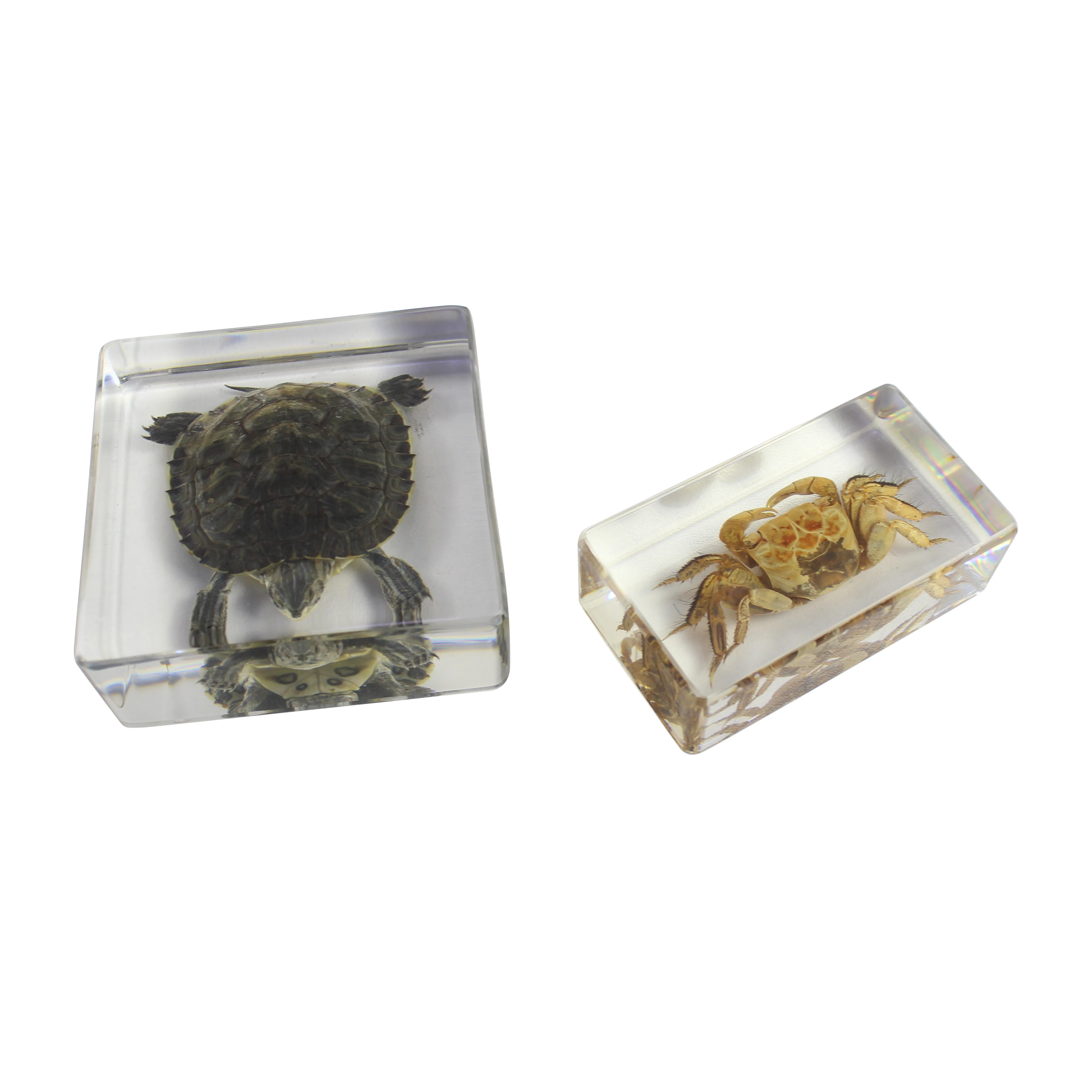 Kit di giocattoli educativi in acrilico con visualizzazione di campioni di animali diversi, kit per bambini