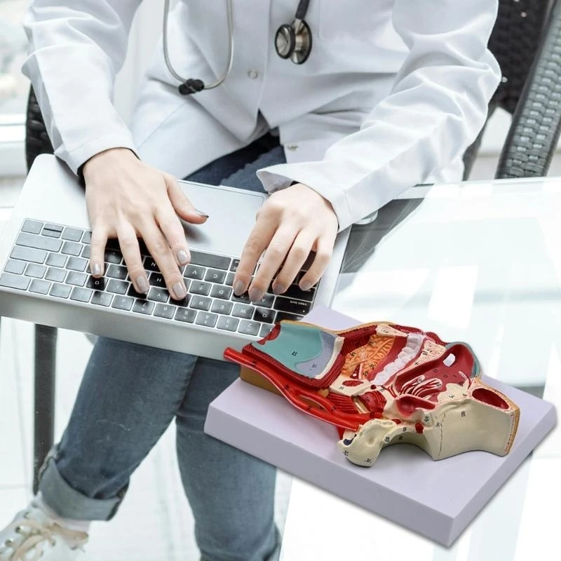 รูปแบบทางกายวิภาคของโพรงจมูกมนุษย์แบบจำลองโพรงมนุษย์สำหรับโรงพยาบาลโรงเรียน