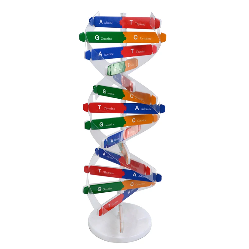 Human Genes DNA Models Double Helix Science Toys Teaching Learning Education Toy