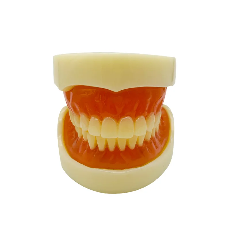 

Full Mouth Removable Denture Model Anatomical Medical Science Manikin Training Aid Schools