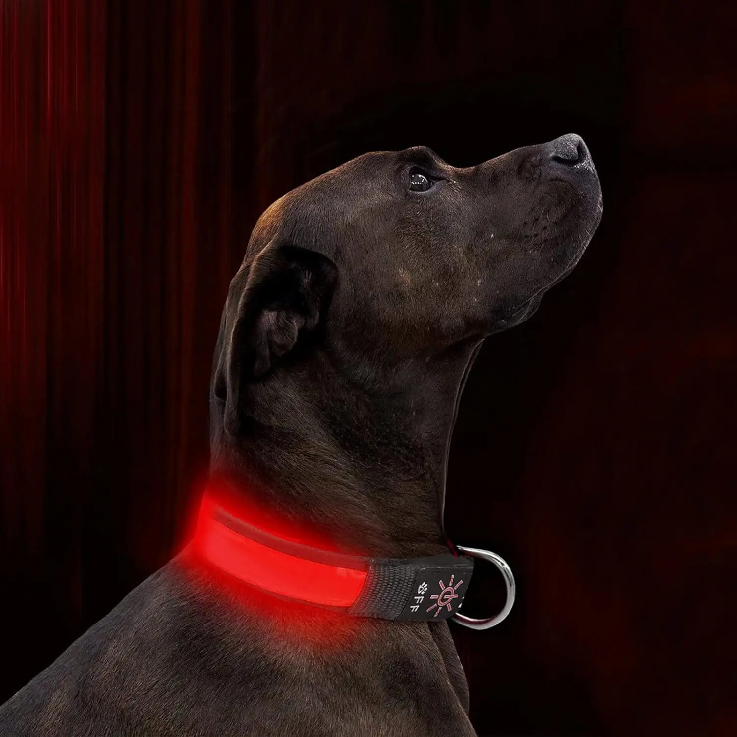

LED Dog Collar Light Up Dogs Collar USB Rechargeable Waterproof,Night Dog Band Makes Your Dog Visible, Safe & Seen