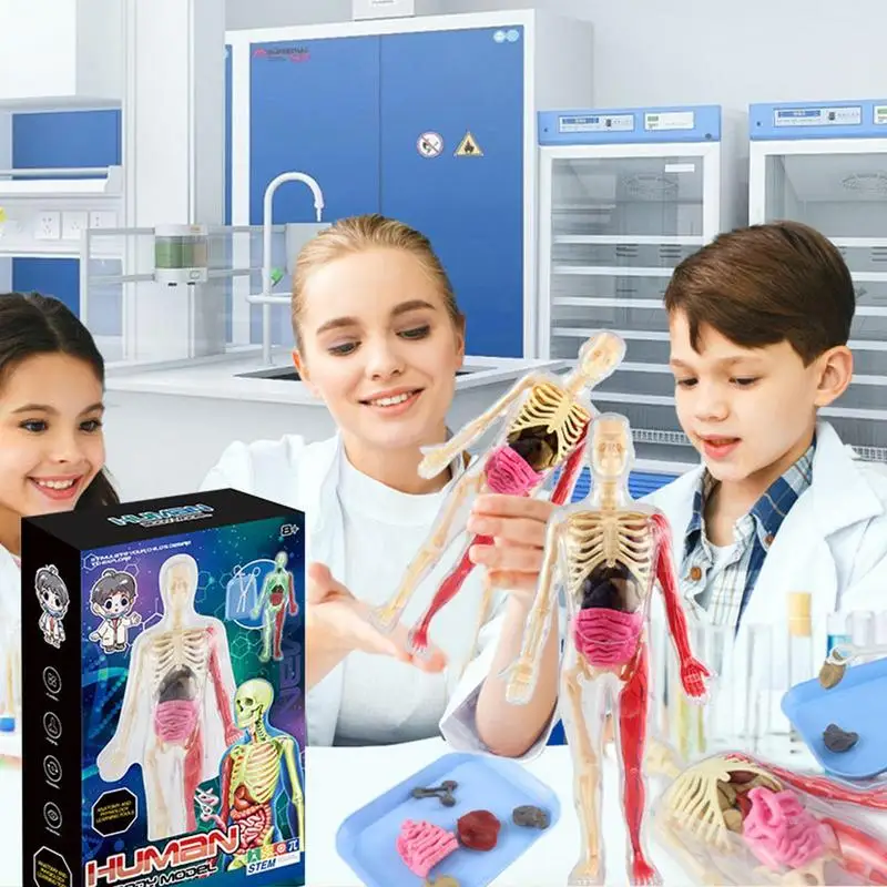 Anatomy Models Human Body Anatomy Torso Interactive Toys Night Glowing Preschool School Display STEM Educational Toys Human