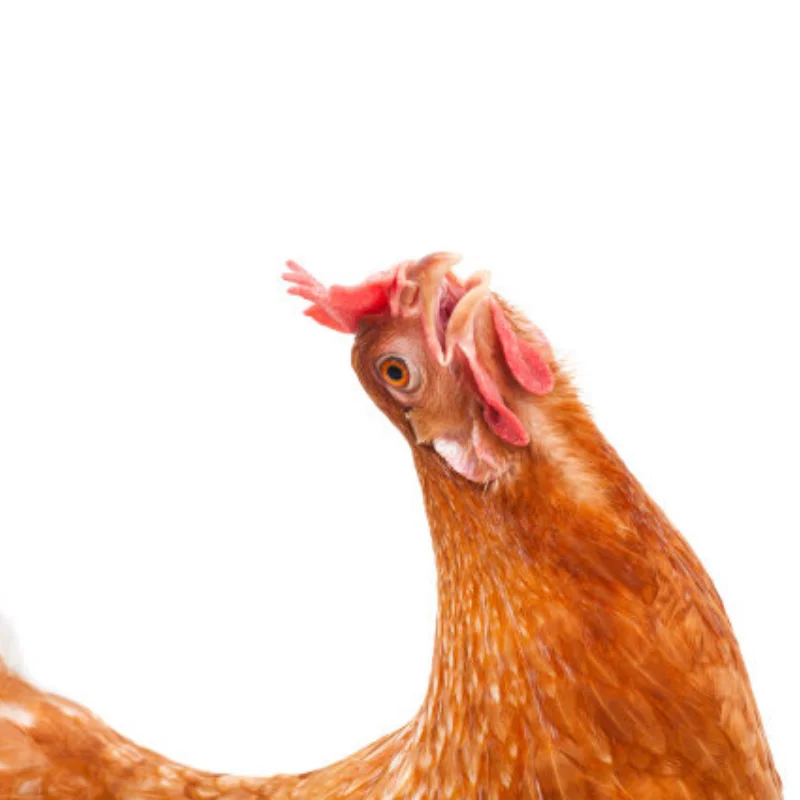 1X 35kg high torque Coreless motor servo Metal gear digital and Stainless Steel gear servo arduino servo for Robotic DIY,RC car