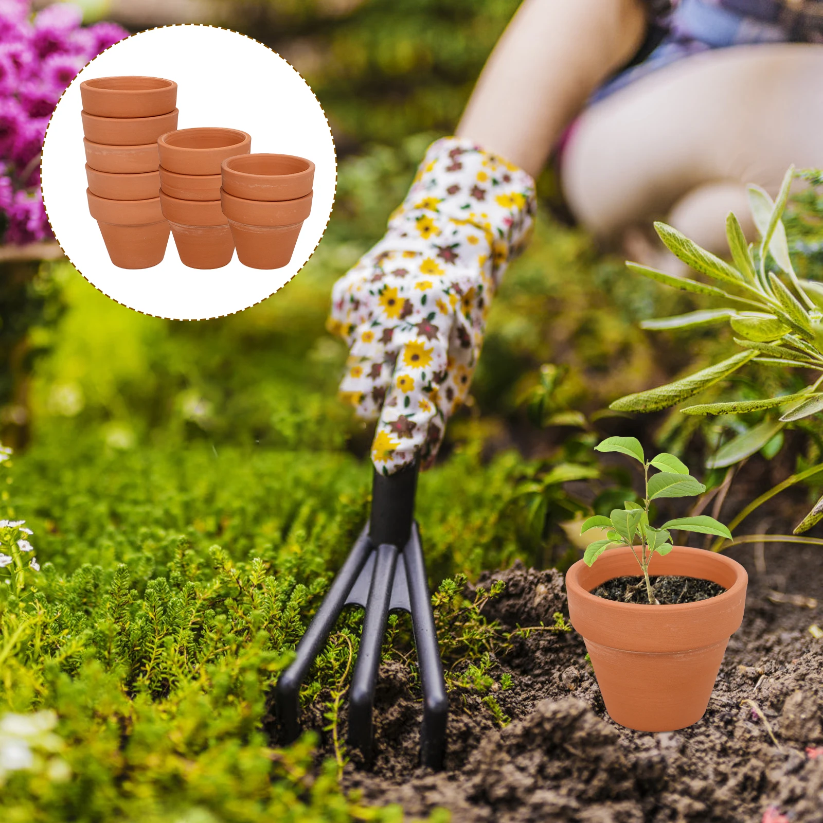 10pcs Mini Terracotta Pot Plan - Mini Bonsai Zen Garden review and price