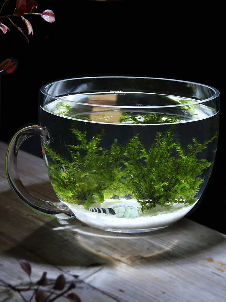 

Thiened Glass Fi Bowl Aquarium Desktop Fi Tank for Office Home Use Tropical Fi Aquarium Small Size Aquarium Bowl