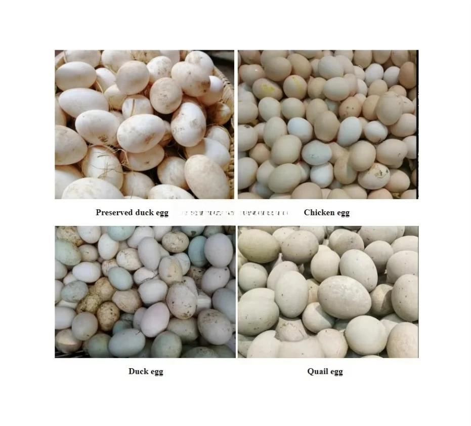 CHKJ-2025NEWSReinigungsmaschine zum Waschen von Geflügel und Eiern