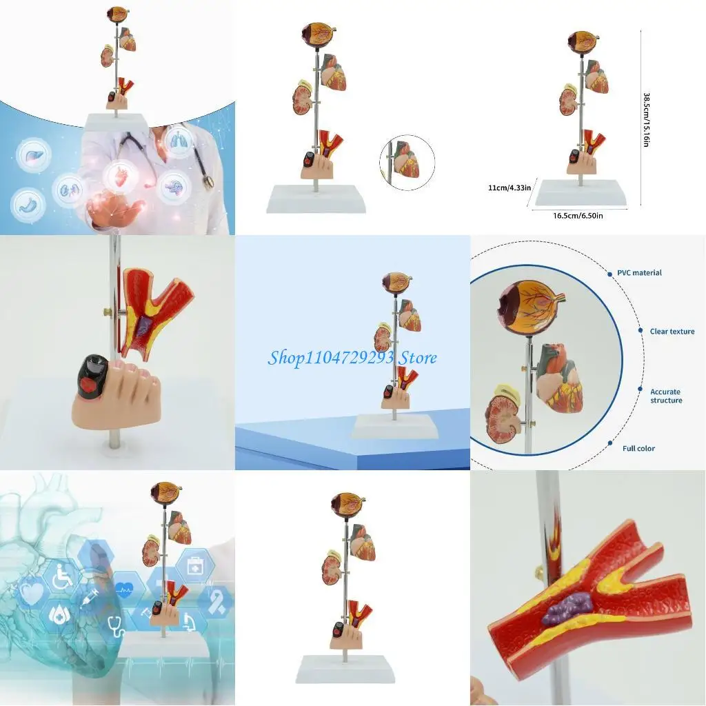 

Y2GD Human Kidney Blood Vessel Foot Eye Anatomy Model Educational Teaching Aids