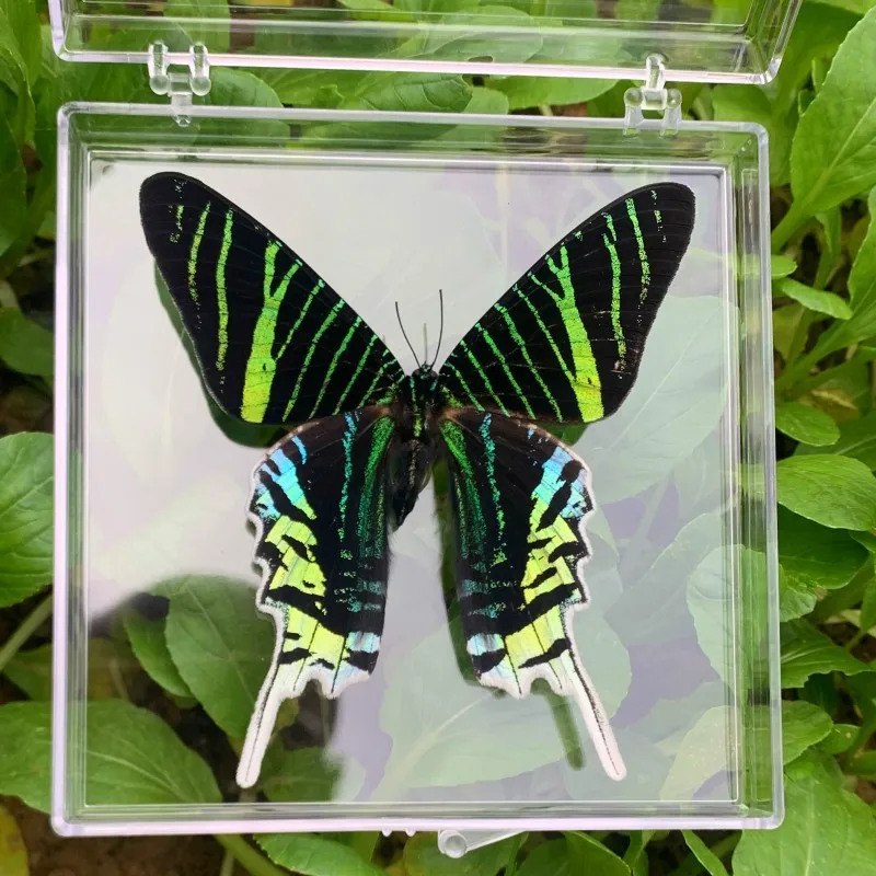 Real Chinese Butterfly Specimen for Girls, Children\'s Day, Teachers Day, Exquisite Gifts, Home Decor, 2Pcs