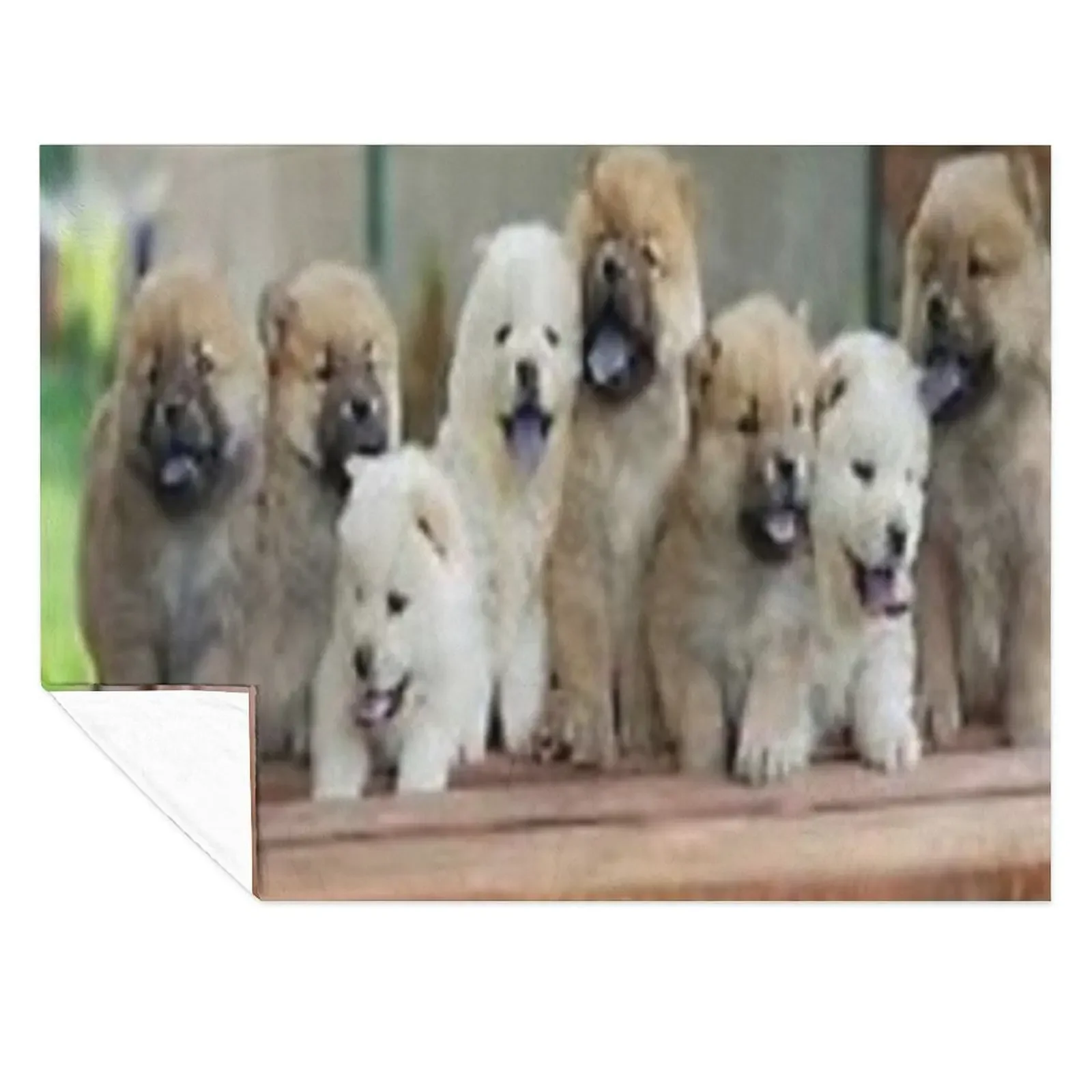 

chow chow puppies Throw Blanket funny gift Plaid on the sofa Decorative Throw Decorative Beds Blankets