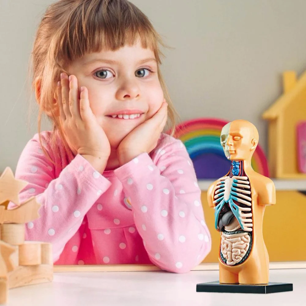 3D Removable Anatomical Human Torso Body Model for Education Toy Human Body Structure Teaching for Child Kid Student