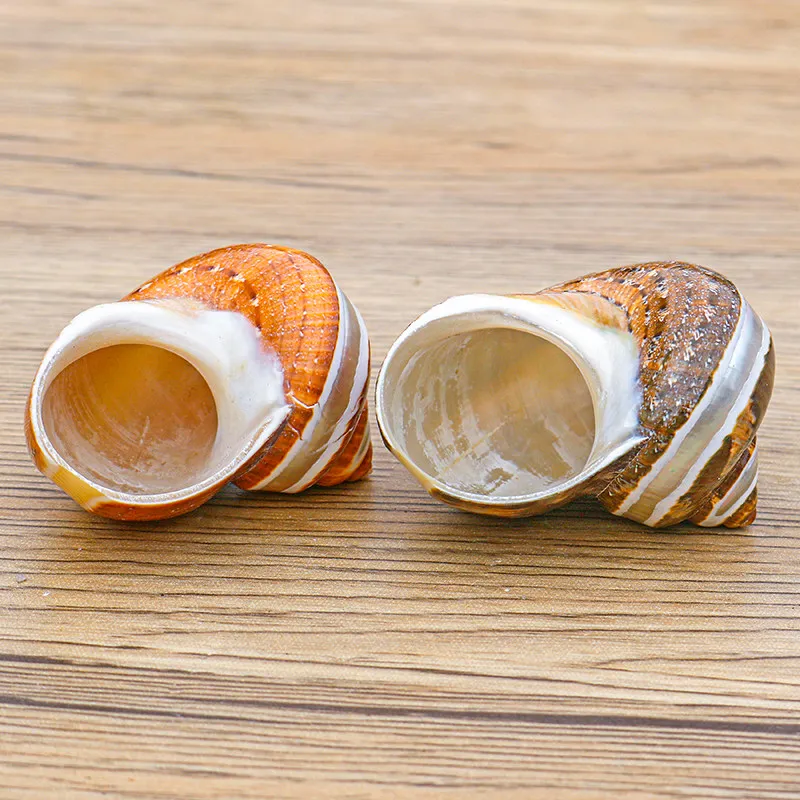 Ancient Wen Snail Striped Flower Salmon Snail Hermit Crab Spare Replacement Shell  Conch Shell Fish Tank Aquarium Landscaping