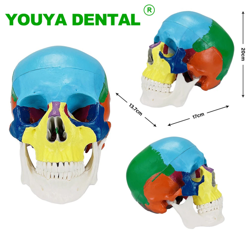 Life Size Colorful Human Anatomical Model Anatomy Skeleton Head Model Medical Props Dentistry Dental Demonstration Models