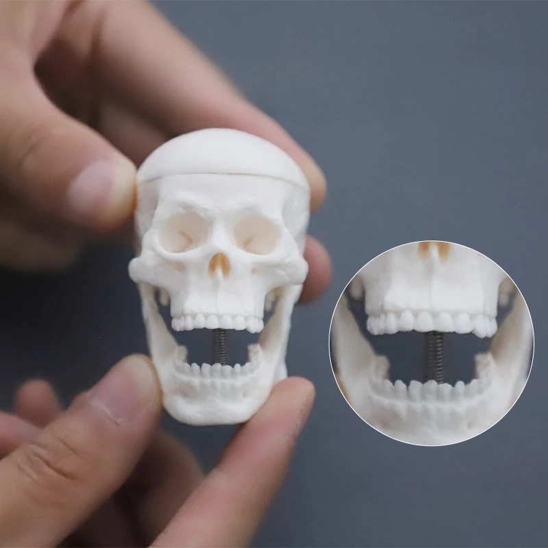 

Mini Human Skull Model - Detachable Anatomy Teaching Aid for Medical Study & Display