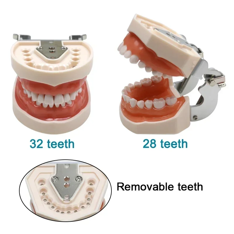

Dentist Practice Studying Teeth Model 28/32pcs Soft Gum Teeth Resin Typodont Teeth Model Dentist Tools