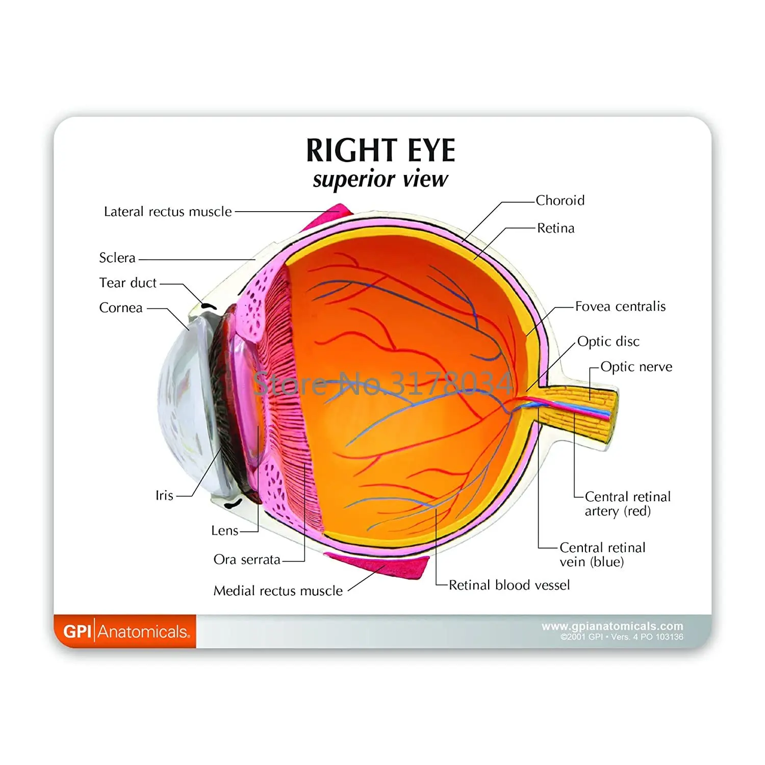 Eye Model Human Body Anatomy Replica of Normal Eye for Doctors Office Educational Tool