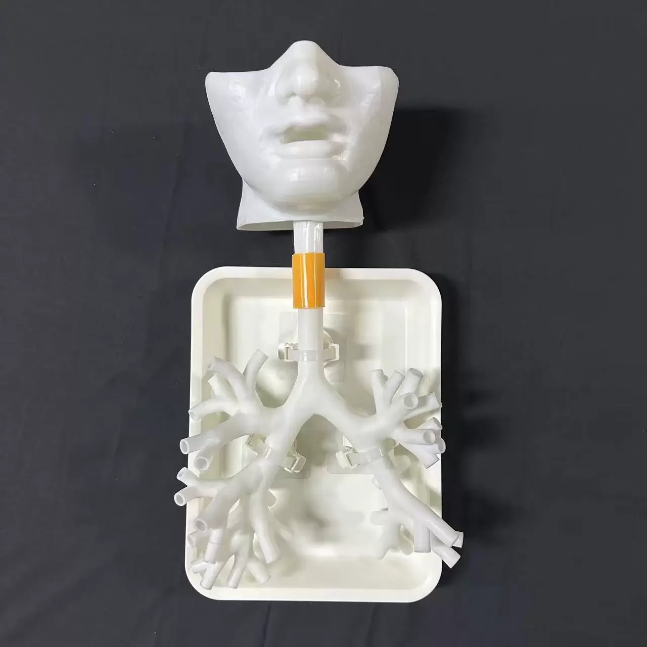 1:1 Level 4 Bronchial Model Bronchoscopy Training Model Resin Material Fiber Bronchus for Teaching Practice Training