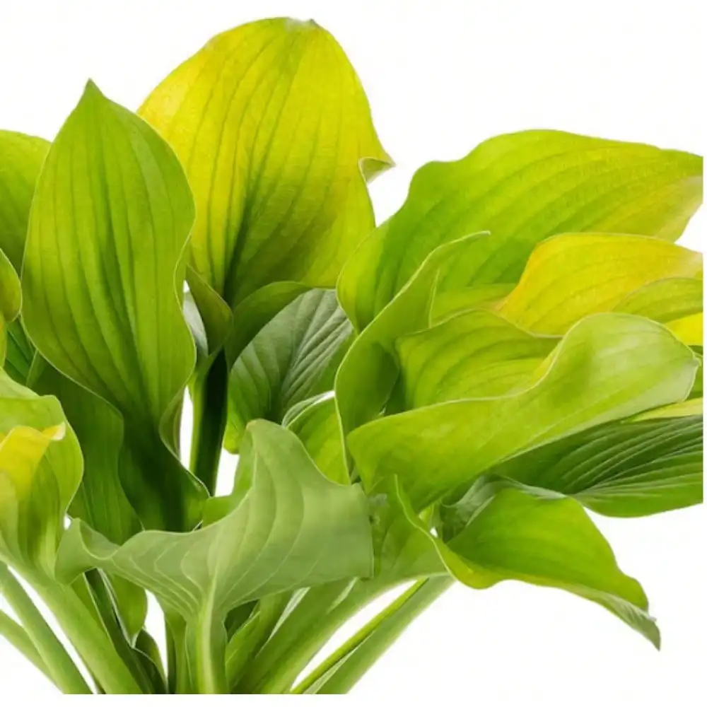 2 كيو تي. مصنع أوغست مون هوستا الأبدي؛ صيانة منخفضة؛ تنقية الهواء؛ ينزدهر في المناطق المظلة، الأفضل نمو في الحاويات