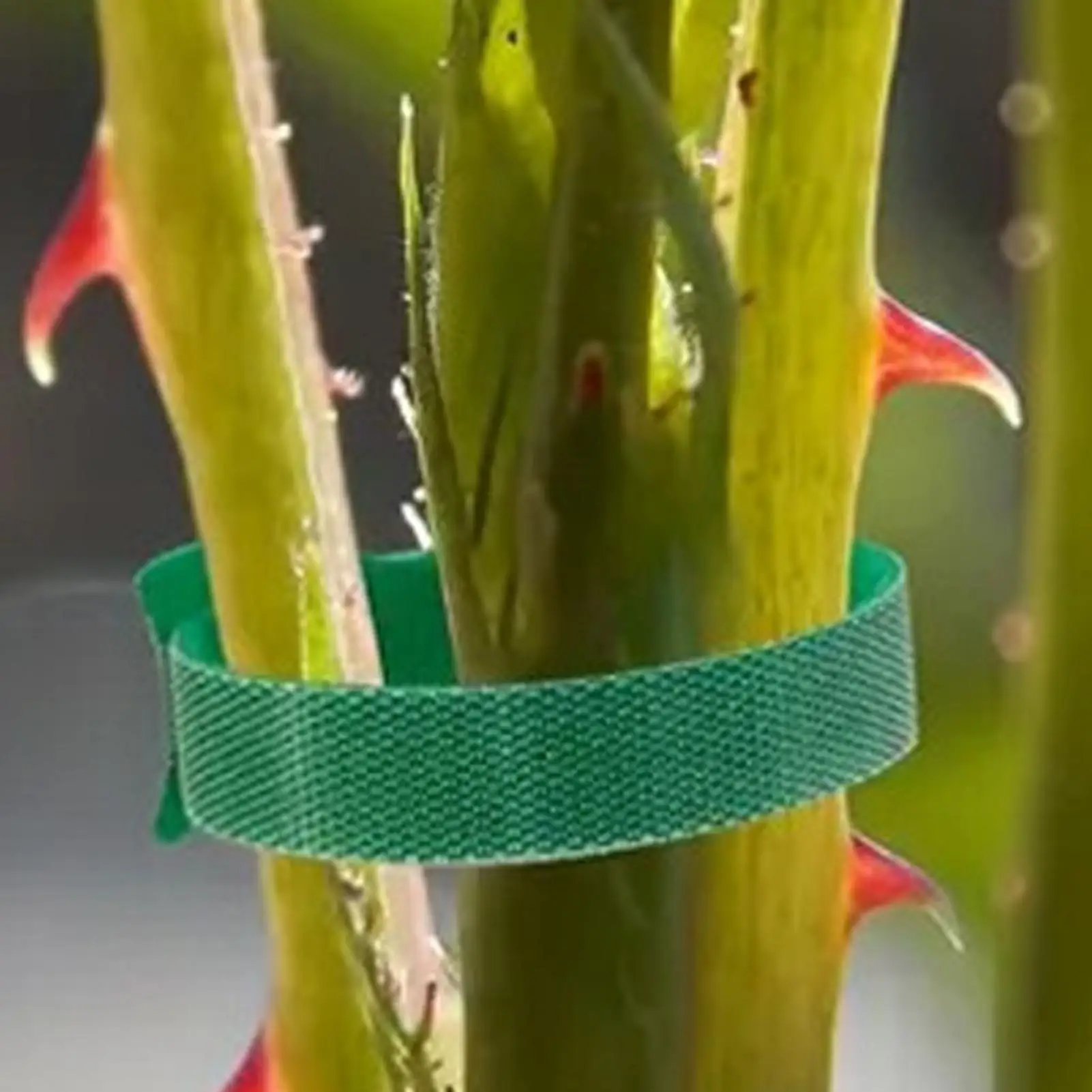 Plant Ties 20 Pieces Green Nylon Support Straps for Plant Tomato Growth Fasteners for Garden Trellis Greenhouse Indoor Outdoor