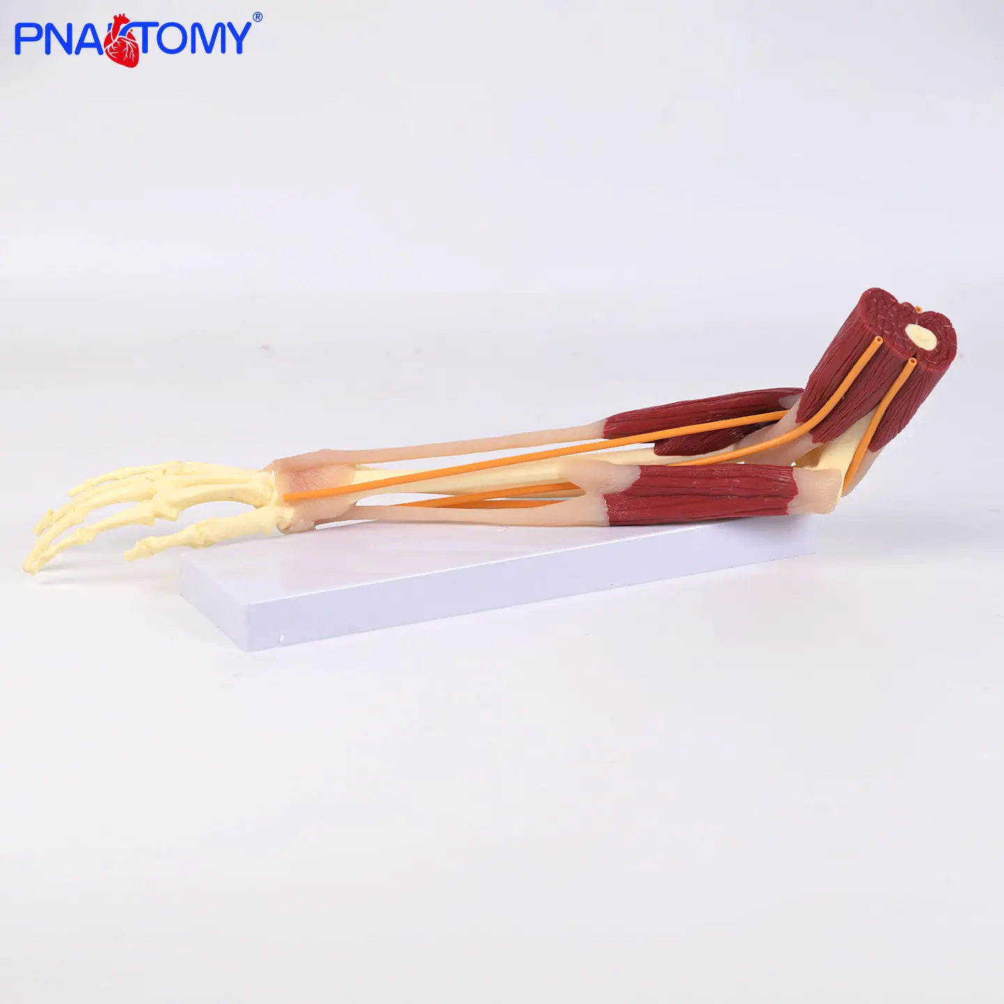 

Elbow Joint with Muscles Biceps Brachii Pronator Teres Humerus Metacarpals Ulna