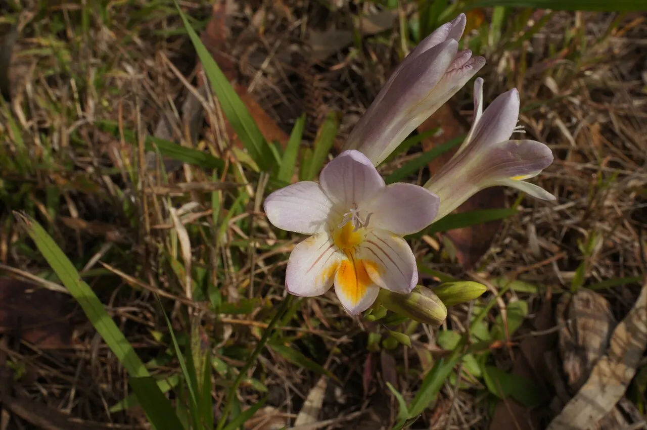 138 Uds. Semillas de Fresia Violeta Perfumada, Flor de Tallo Fino con Aroma Dulce para Maceta, Jardín y Flor Cortada