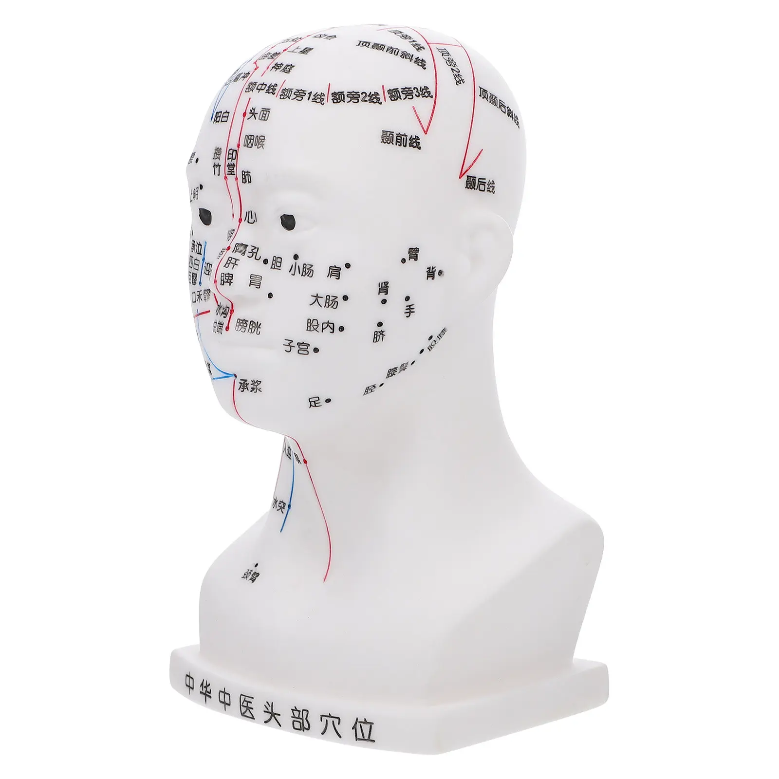 

Учебное пособие по акупунктуре: Медицинская модель головы человека из ПВХ для изучения меридианов и практики точечного воздействия