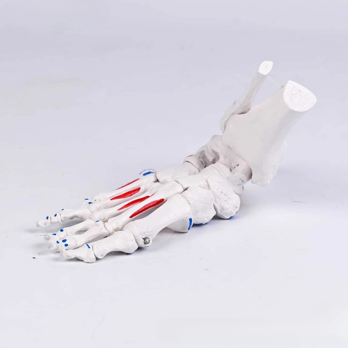 Anatomical model of elastic rope foot bone at the starting and ending point of human muscle