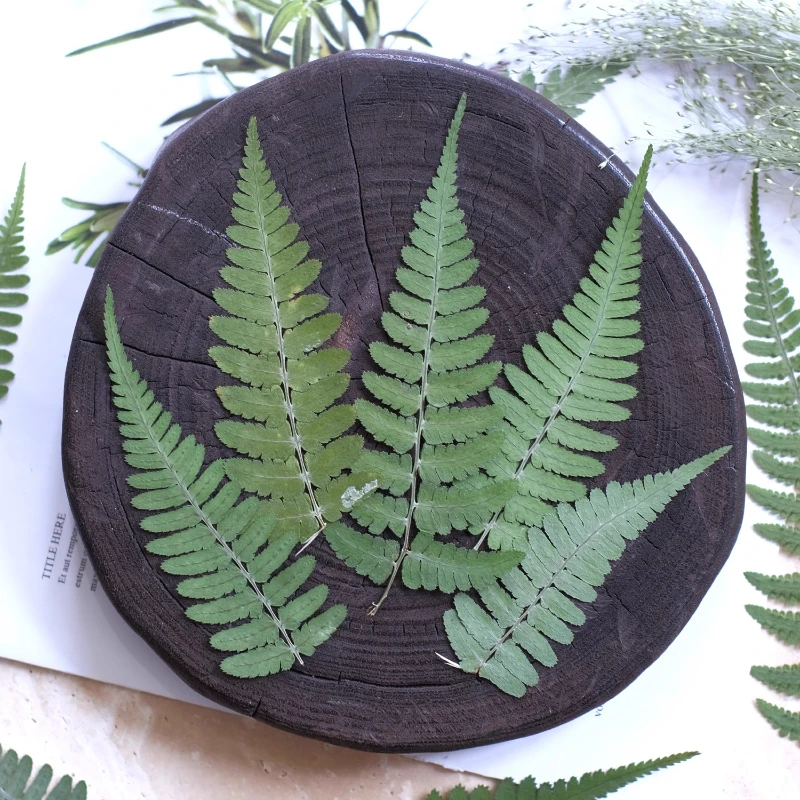 24 قطعة ، الطبيعة ضغط السرخس ورقة الزهور الجافة لتقوم بها بنفسك مجموعة المواد إطارات الصور لمبة مكتب ملصقات الورقة الخضراء-ملحقات راتنجات الايبوكسي #1