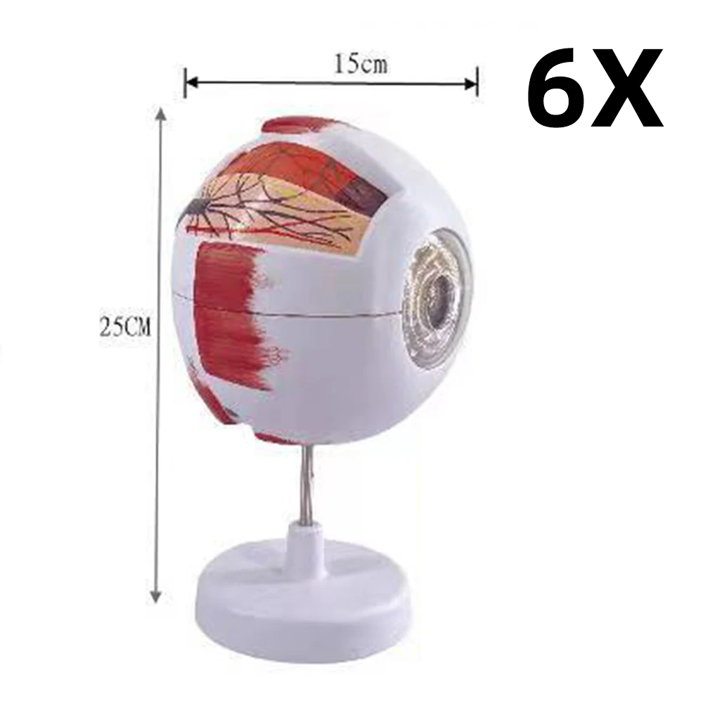 Enlarged Human Eyeball Anatomical Model Accurate Eye Model Shows Optic Nerves Cornea Iris Lens and Vitreous Body With 6 Parts