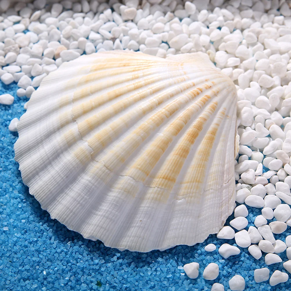 

10 Pc Natural Sea Shells Seashell for Decoration Mini Seashells Crafts DIY Beach