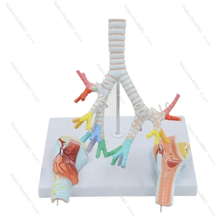 Human Larynx and Tracheobronchial Tree Model Suitable for Laryngeal Anatomy Lungs Bronchial Laryngoscopy Demonstration Model