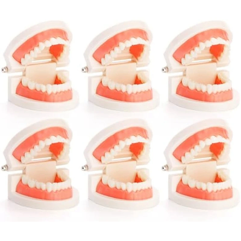 Teeth Model Set For Study,Standard Plastic Mouth Model For Teaching,Dentist, Student