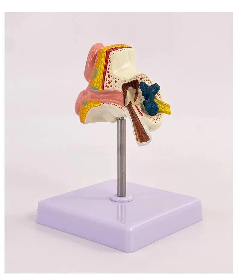 Magnified Human Auditory System Anatomy Model, Outer Middle Inner Ear Structure For Medical Education