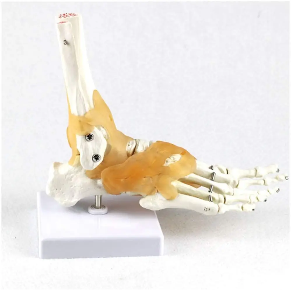 6 pcs/Set Anatomy Models Human Shoulder Elbow Hip Knee Hand Foot Joint Bone Models Human Joint Anatomy Model Science Models Huma