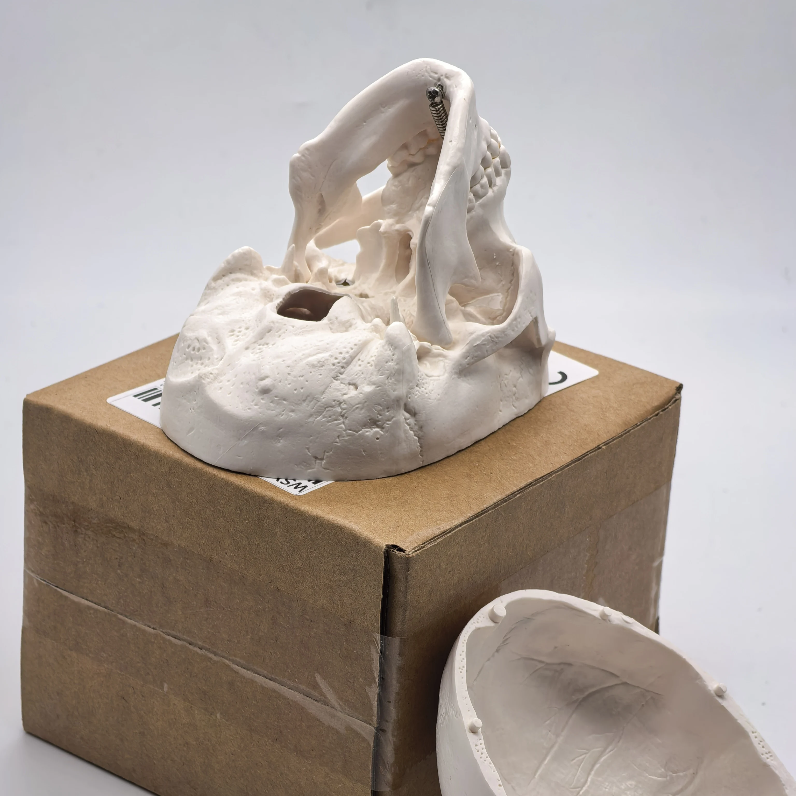 table Human Skull Model - Anatomical Study Head for Medical Teaching, 3D Anatomy Demonstration, Dental Student Supplies, Science