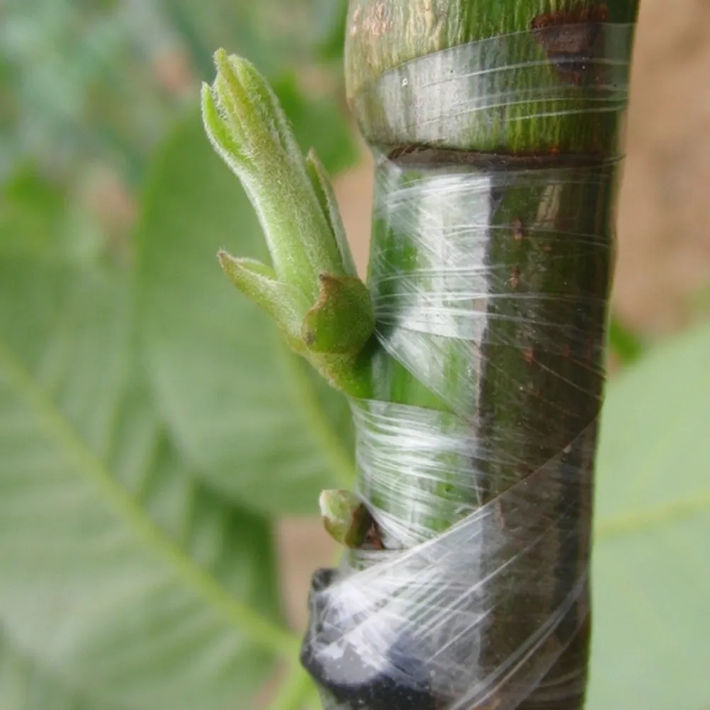 Clear Grafting Tape 2.5mm Self-Adhesive Stretchable Waterproof Polyethylene Film for Citrus Avocado Pecans Walnuts Fruit Tree